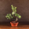 Бонсай Сосна 48 см D16 фото 1 &mdash; Luxurybonsai.ru