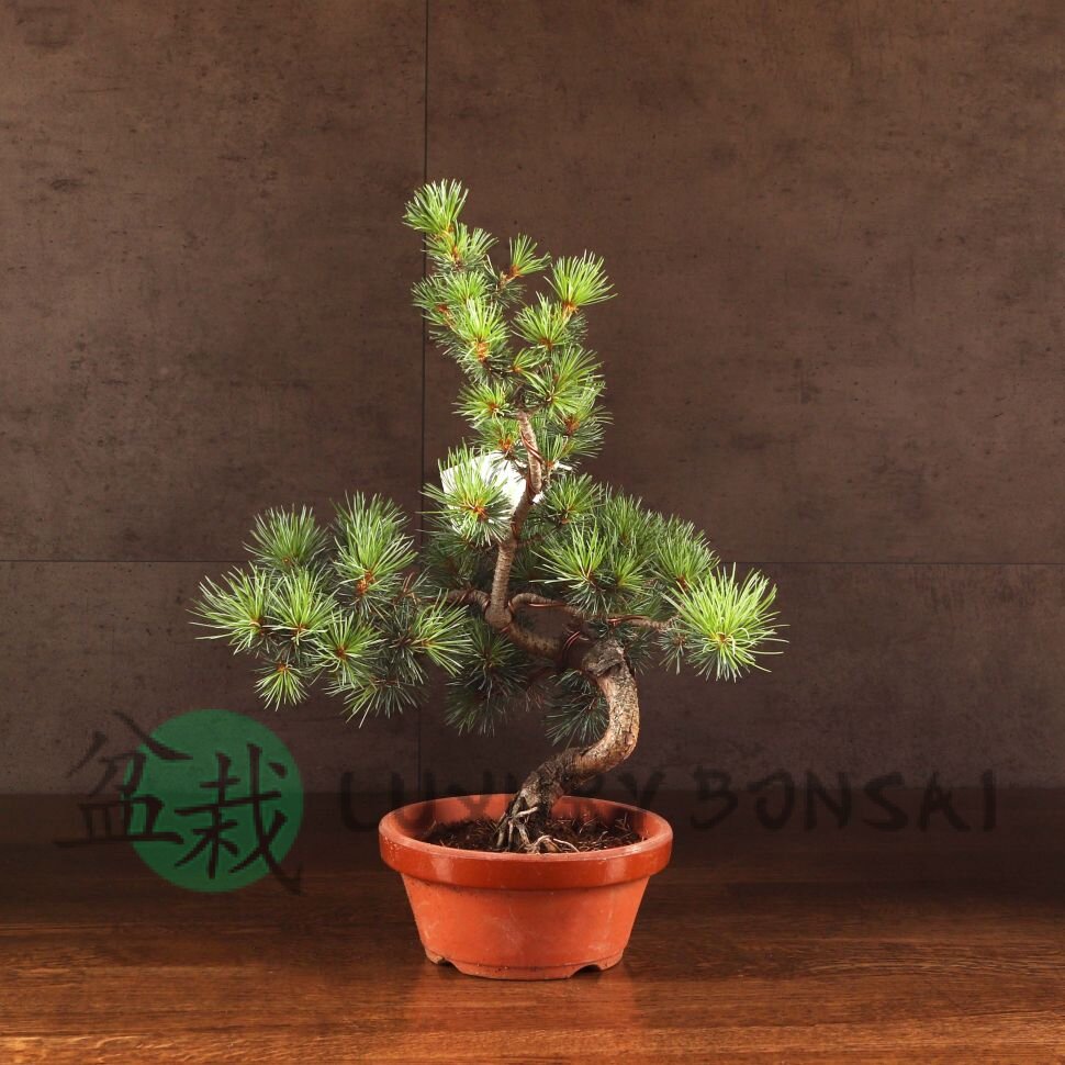 Бонсай Сосна 48 см D16 фото 1 &mdash; Luxurybonsai.ru