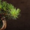Бонсай Сосна 48 см D16 фото 2 &mdash; Luxurybonsai.ru