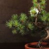 Бонсай Сосна 48 см D16 фото 3 &mdash; Luxurybonsai.ru
