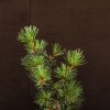 Бонсай Сосна 48 см D16 фото 4 &mdash; Luxurybonsai.ru