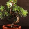 Бонсай Сосна 48 см D16 фото 5 &mdash; Luxurybonsai.ru