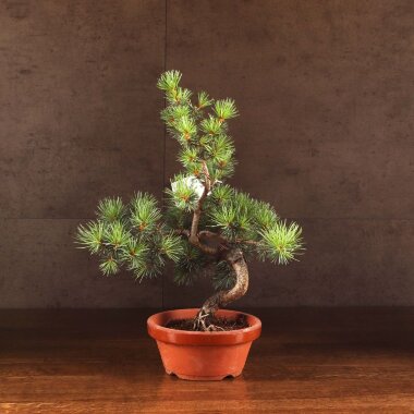 Бонсай Сосна D16 &mdash; Luxurybonsai.ru