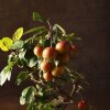 Бонсай Яблоня в синей плошке 48 см фото 2 &mdash; Luxurybonsai.ru