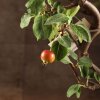 Бонсай Яблоня в синей плошке 48 см фото 4 &mdash; Luxurybonsai.ru