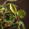 Бонсай Яблоня в синей плошке 48 см фото 5 &mdash; Luxurybonsai.ru