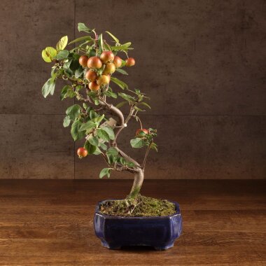 Бонсай Яблоня в синей плошке 48 см &mdash; Luxurybonsai.ru