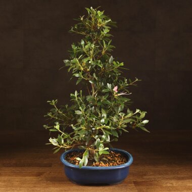 Бонсай Азалия синий овал 60 см &mdash; Luxurybonsai.ru