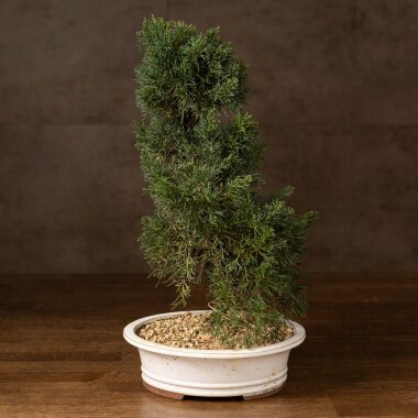 Бонсай Можжевельник Гуньян 50 см &mdash; Luxurybonsai.ru