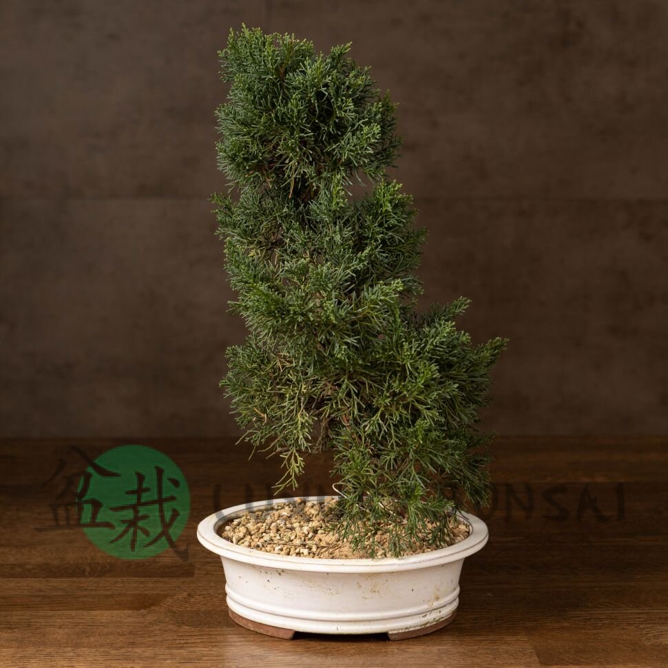 Бонсай Можжевельник Гуньян 50 см фото 1 &mdash; Luxurybonsai.ru