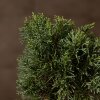 Бонсай Можжевельник Гуньян 50 см фото 2 &mdash; Luxurybonsai.ru