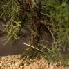 Бонсай Можжевельник Гуньян 50 см фото 3 &mdash; Luxurybonsai.ru