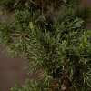 Бонсай Можжевельник Гуньян 50 см фото 4 &mdash; Luxurybonsai.ru