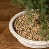 Бонсай Можжевельник Гуньян 50 см фото 5 &mdash; Luxurybonsai.ru