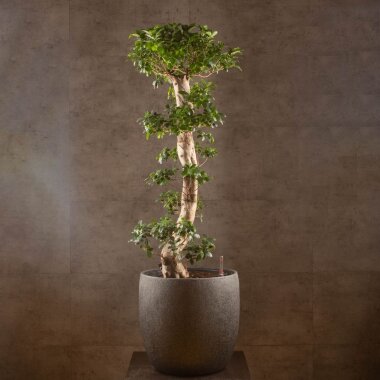 Бонсай Фикус микрокарпа Гинсенг 170см в кашпо &mdash; Luxurybonsai.ru