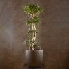 Бонсай Фикус микрокарпа Гинсенг 170см в кашпо фото 1 &mdash; Luxurybonsai.ru