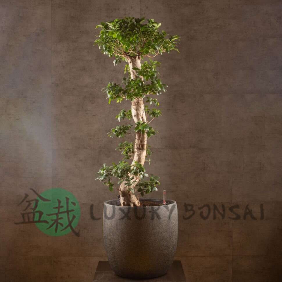 Бонсай Фикус микрокарпа Гинсенг 170см в кашпо фото 1 &mdash; Luxurybonsai.ru
