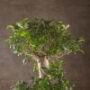 Бонсай Фикус микрокарпа Гинсенг 170см в кашпо фото 2 &mdash; Luxurybonsai.ru