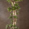 Бонсай Фикус микрокарпа Гинсенг 170см в кашпо фото 3 &mdash; Luxurybonsai.ru