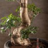 Бонсай Фикус микрокарпа Гинсенг 170см в кашпо фото 4 &mdash; Luxurybonsai.ru