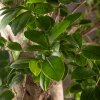 Бонсай Фикус микрокарпа Гинсенг 170см в кашпо фото 5 &mdash; Luxurybonsai.ru