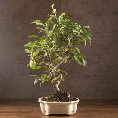Бонсай Яблоня Асэми 44 см &mdash; Luxurybonsai.ru