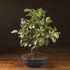 Бонсай Яблоня Микеми 50см фото 1 &mdash; Luxurybonsai.ru
