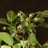 Бонсай Яблоня Микеми 50см фото 2 &mdash; Luxurybonsai.ru