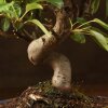 Бонсай Яблоня Микеми 50см фото 4 &mdash; Luxurybonsai.ru