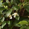 Бонсай Яблоня Микеми 50см фото 5 &mdash; Luxurybonsai.ru