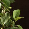 Бонсай Яблоня Микеми 50см фото 6 &mdash; Luxurybonsai.ru