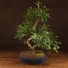 Бонсай Зантоксилум синий овал 55 см фото 1 &mdash; Luxurybonsai.ru