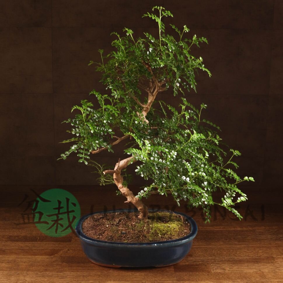 Бонсай Зантоксилум синий овал 55 см фото 1 &mdash; Luxurybonsai.ru