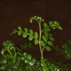 Бонсай Зантоксилум синий овал 55 см фото 2 &mdash; Luxurybonsai.ru