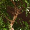Бонсай Зантоксилум синий овал 55 см фото 3 &mdash; Luxurybonsai.ru