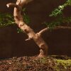Бонсай Зантоксилум синий овал 55 см фото 4 &mdash; Luxurybonsai.ru