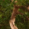 Бонсай Зантоксилум синий овал 55 см фото 5 &mdash; Luxurybonsai.ru