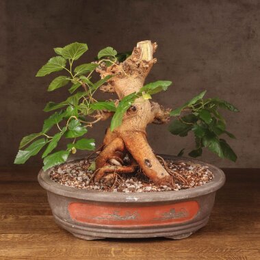 Бонсай Шелковица 60см &mdash; Luxurybonsai.ru