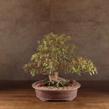 Бонсай Азалия Тихиро 45см &mdash; Luxurybonsai.ru