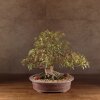 Бонсай Азалия Тихиро 45см фото 1 &mdash; Luxurybonsai.ru
