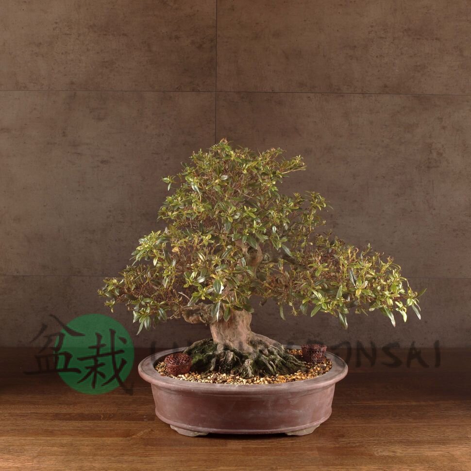 Бонсай Азалия Тихиро 45см фото 1 &mdash; Luxurybonsai.ru