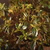Бонсай Азалия Тихиро 45см фото 2 &mdash; Luxurybonsai.ru