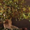 Бонсай Азалия Тихиро 45см фото 3 &mdash; Luxurybonsai.ru