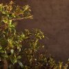 Бонсай Азалия Тихиро 45см фото 4 &mdash; Luxurybonsai.ru