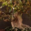 Бонсай Азалия Тихиро 45см фото 5 &mdash; Luxurybonsai.ru