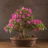 Бонсай Азалия Тихиро 45см фото 6 &mdash; Luxurybonsai.ru