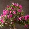 Бонсай Азалия Тихиро 45см фото 7 &mdash; Luxurybonsai.ru