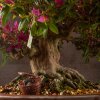 Бонсай Азалия Тихиро 45см фото 8 &mdash; Luxurybonsai.ru