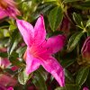 Бонсай Азалия Тихиро 45см фото 9 &mdash; Luxurybonsai.ru