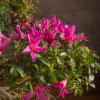 Бонсай Азалия Тихиро 45см фото 10 &mdash; Luxurybonsai.ru